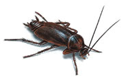 oriental-cockroach_187x116